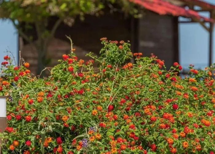 Arelia Beachfront Garden View Apartment Pefkochori