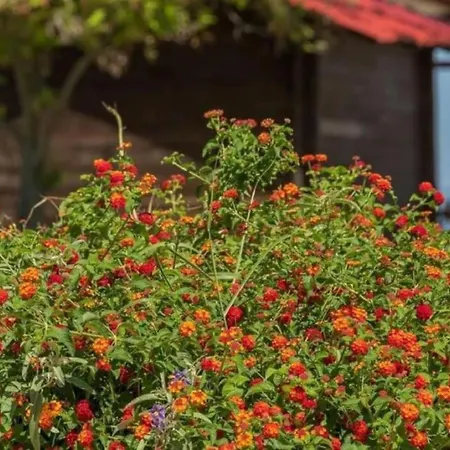 Arelia Beachfront Garden View Daire Pefkochori